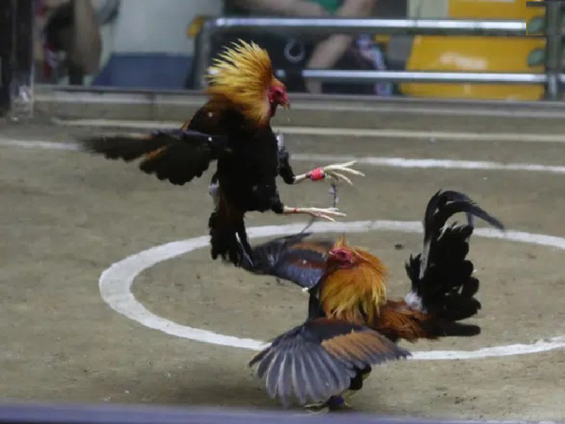 Đá gà trực tiếp Thomo – Cược đá gà Campuchia trực tuyến