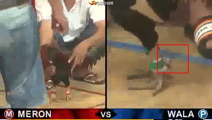 Xem đá gà trực tiếp thomo mới nhất hôm nay