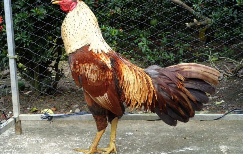 Cách nuôi gà đá làm giàu, tại sao không thử?