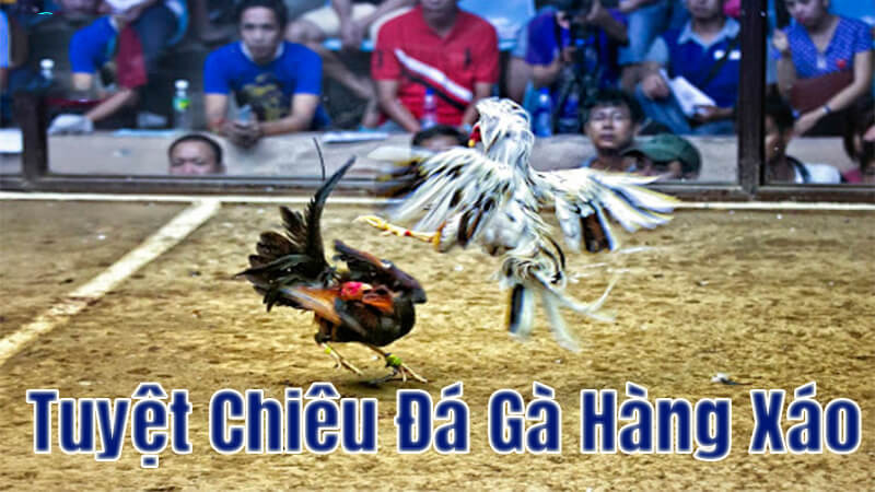 Đá gà hàng xáo là gì? Kinh nghiệm chơi đá gà hàng xáo cho kê thủ