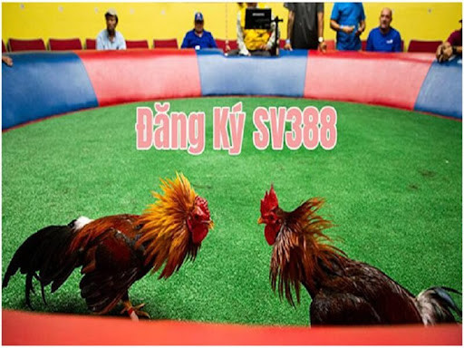 Đăng ký SV388 – Chơi đá gà trực tiếp